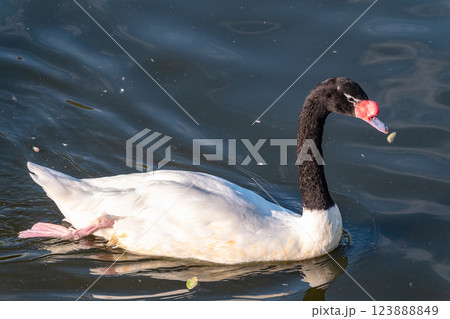 The black-necked swan, Cygnus melancoryphus, is a swan that is the largest waterfowl native to South America. The body plumage is white with a black neck and head and greyish bill 123888849