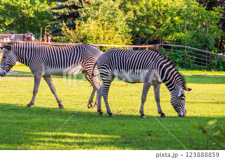 Grevy's zebra, lat Equus grevyi, also known as the imperial zebra eats green grass. Grevy's zebra, lat Equus grevyi, also known as the imperial zebra eats green grass. 123888859