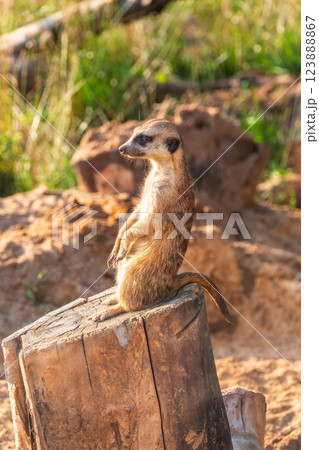 Meerkat, Suricata suricatta, on hind legs. Portrait of meerkat standing on hind legs with alert expression. Portrait of a funny meerkat sitting on its hind legs. 123888867