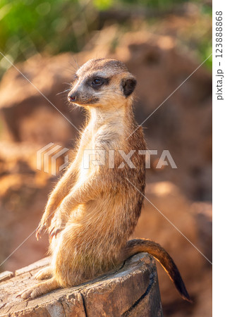 Meerkat, Suricata suricatta, on hind legs. Portrait of meerkat standing on hind legs with alert expression. Portrait of a funny meerkat sitting on its hind legs. 123888868