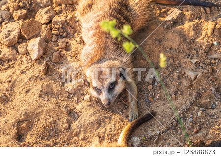Meerkat suricatta family wildlife picture. 123888873
