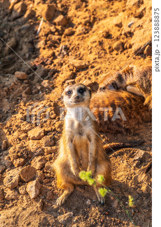 Meerkat, Suricata suricatta, on hind legs. Portrait of meerkat standing on hind legs with alert expression. Portrait of a funny meerkat sitting on its hind legs. 123888875