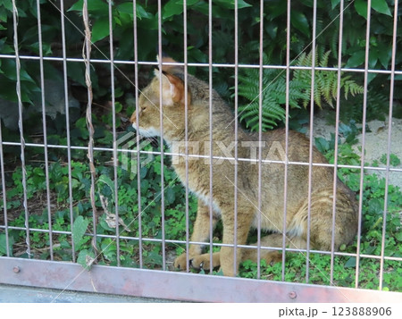 凛々しいジャングルキャット 123888906