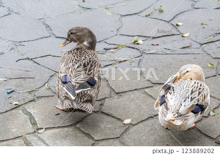 アオクビアヒル（つがい）　大阪市中之島公園 123889202