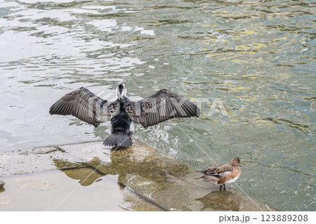 水辺で羽を乾かすカワウ 繁殖羽 婚姻色 大阪市堂島川 中之島公園 水辺で羽を乾かすカワウ 繁殖羽 婚姻色 大阪市堂島川 中之島公園 123889208