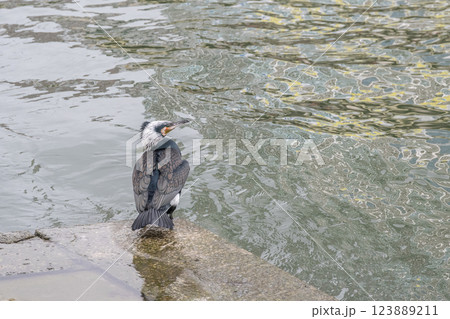 カワウ 繁殖羽 婚姻色 大阪市堂島川 中之島公園 カワウ 繁殖羽 婚姻色 大阪市堂島川 中之島公園 123889211
