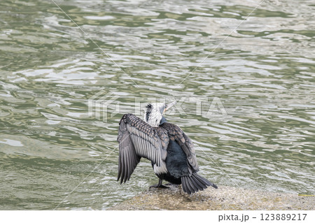 水辺で羽を乾かすカワウ　繁殖羽　婚姻色　大阪市堂島川　中之島公園 123889217
