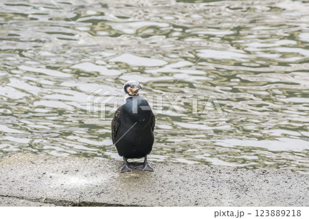 カワウ 繁殖羽 婚姻色 大阪市堂島川 中之島公園 カワウ 繁殖羽 婚姻色 大阪市堂島川 中之島公園 123889218