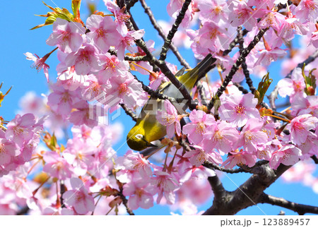 メジロと河津桜 123889457
