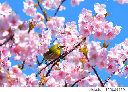 メジロと河津桜 123889459