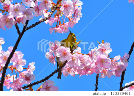 メジロと河津桜 123889461