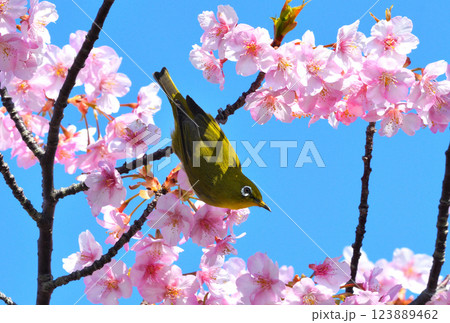 メジロと河津桜 123889462