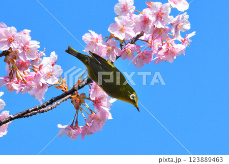 メジロと河津桜 123889463