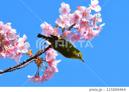 メジロと河津桜 123889464