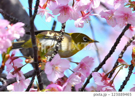 メジロと河津桜 123889465