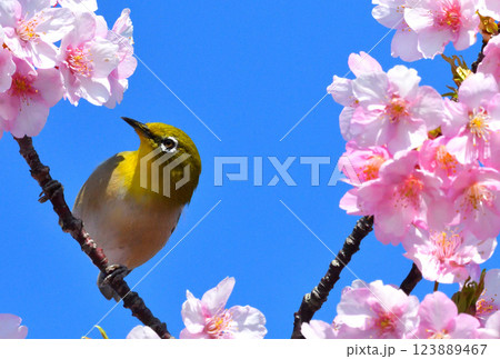 メジロと河津桜 123889467