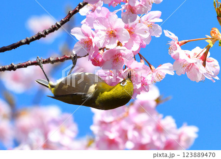 メジロと河津桜 123889470