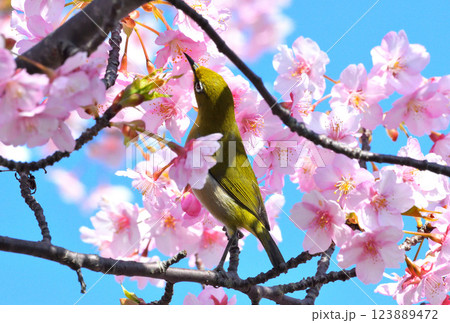 メジロと河津桜 メジロと河津桜 123889472