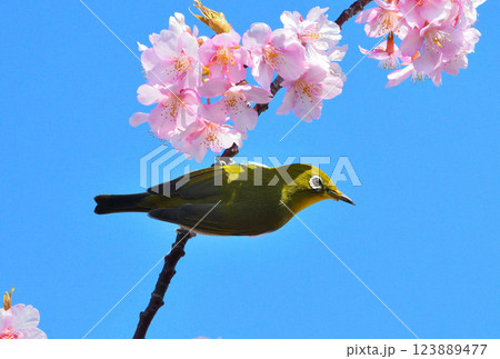 メジロと河津桜 123889477
