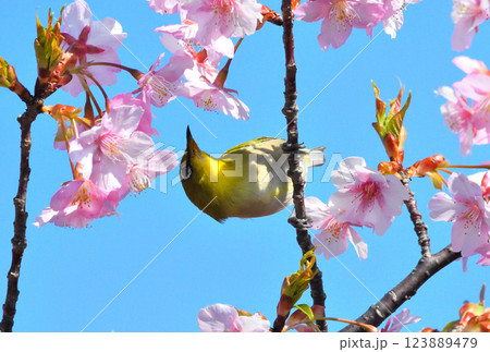 メジロと河津桜 123889479