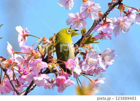 メジロと河津桜 123889481