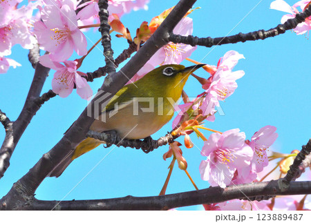 メジロと河津桜 123889487