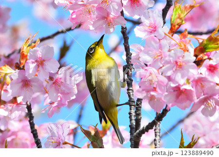 メジロと河津桜 123889490