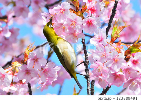 メジロと河津桜 123889491