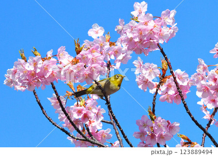 メジロと河津桜 123889494