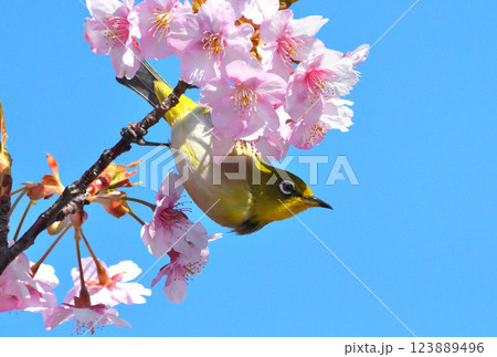 メジロと河津桜 123889496