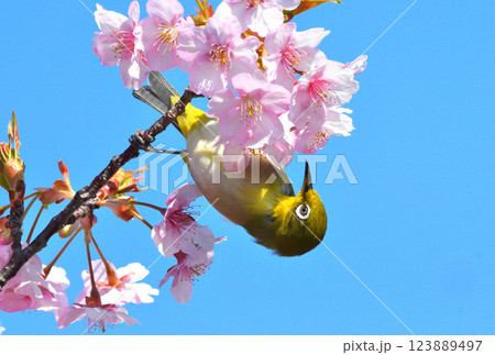メジロと河津桜 メジロと河津桜 123889497