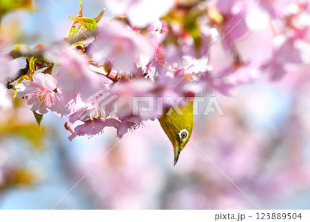 メジロと河津桜 メジロと河津桜 123889504