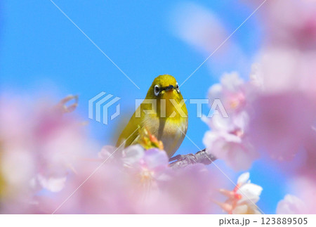 メジロと河津桜 メジロと河津桜 123889505