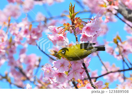 メジロと河津桜 メジロと河津桜 123889508