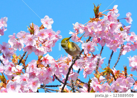 メジロと河津桜 123889509