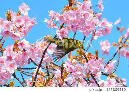 メジロと河津桜 123889510