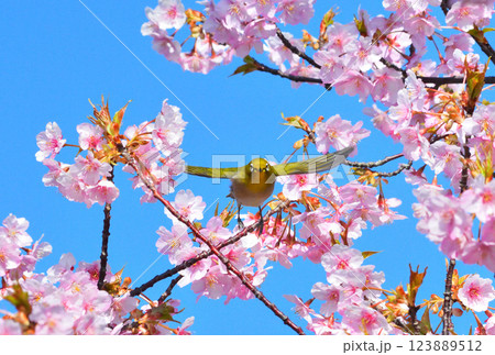 メジロと河津桜 123889512