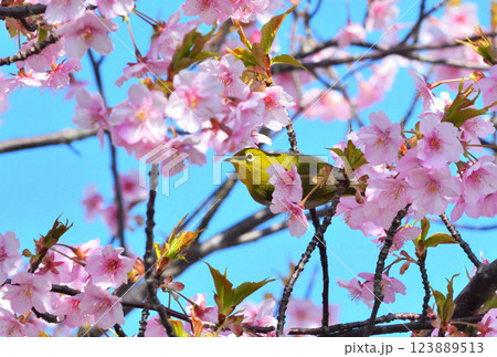 メジロと河津桜 メジロと河津桜 123889513