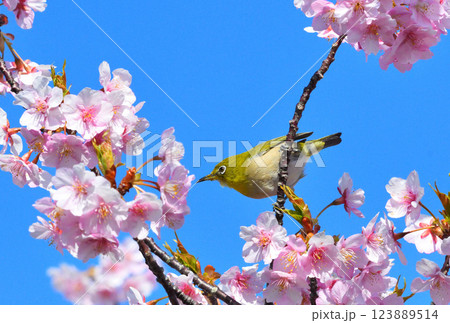 メジロと河津桜 メジロと河津桜 123889514