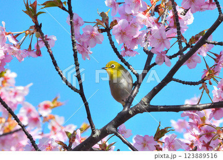 メジロと河津桜 123889516