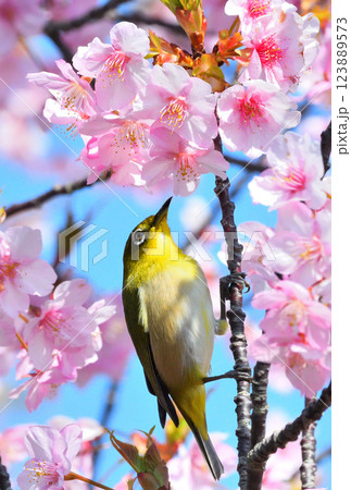メジロと河津桜 123889573