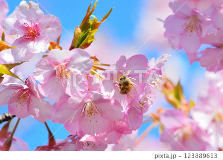 河津桜とミツバチ 123889613