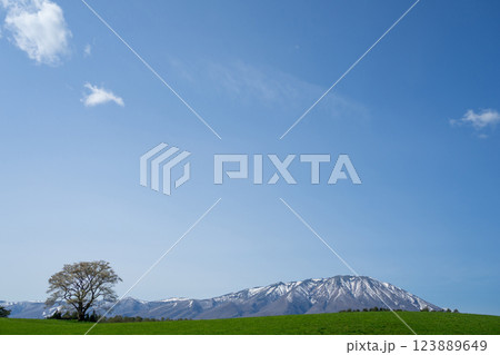 小岩井農場の一本桜と岩手山 123889649