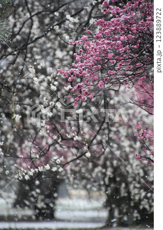 紅梅に舞う雪 紅梅に舞う雪 123889722