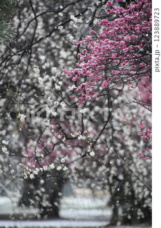 紅梅に舞う雪 123889723