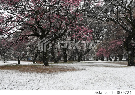紅梅に舞う雪 紅梅に舞う雪 123889724