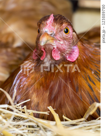 Chicken at roost Chicken at roost 123889780
