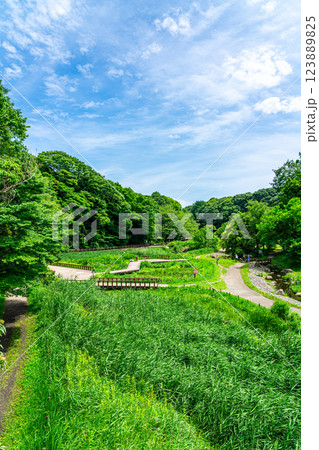 【神奈川県】豊かな自然に恵まれた大和市にある泉の森 【神奈川県】豊かな自然に恵まれた大和市にある泉の森 123889825