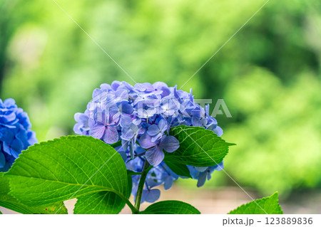 綺麗な花を咲かせる紫の紫陽花 123889836