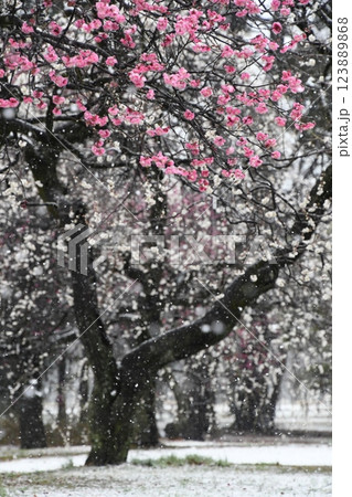 紅梅に舞う雪 紅梅に舞う雪 123889868